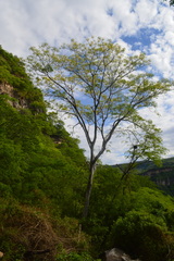 Conzattia multiflora