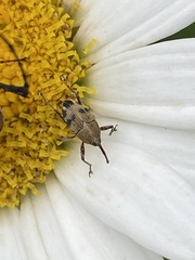 Geraeus penicillus