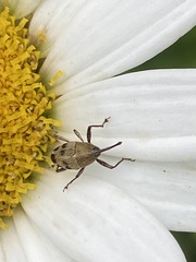 Geraeus penicillus