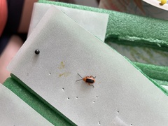 Disonycha discoidea
