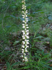 Aletris farinosa