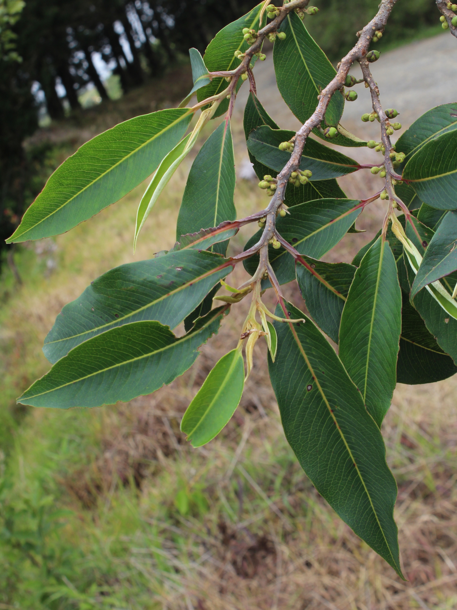 Pentaphylacaceae