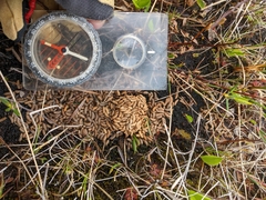 Canachites canadensis