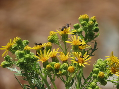 Jacobaea vulgaris