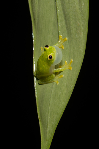 Northern Glassfrog