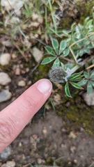 Trifolium macrocephalum