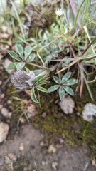 Trifolium macrocephalum