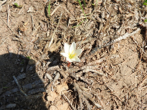 Zephyranthes concolor