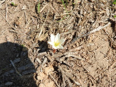 Zephyranthes concolor