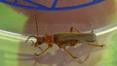 Cantharis pallida