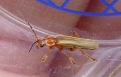 Cantharis pallida