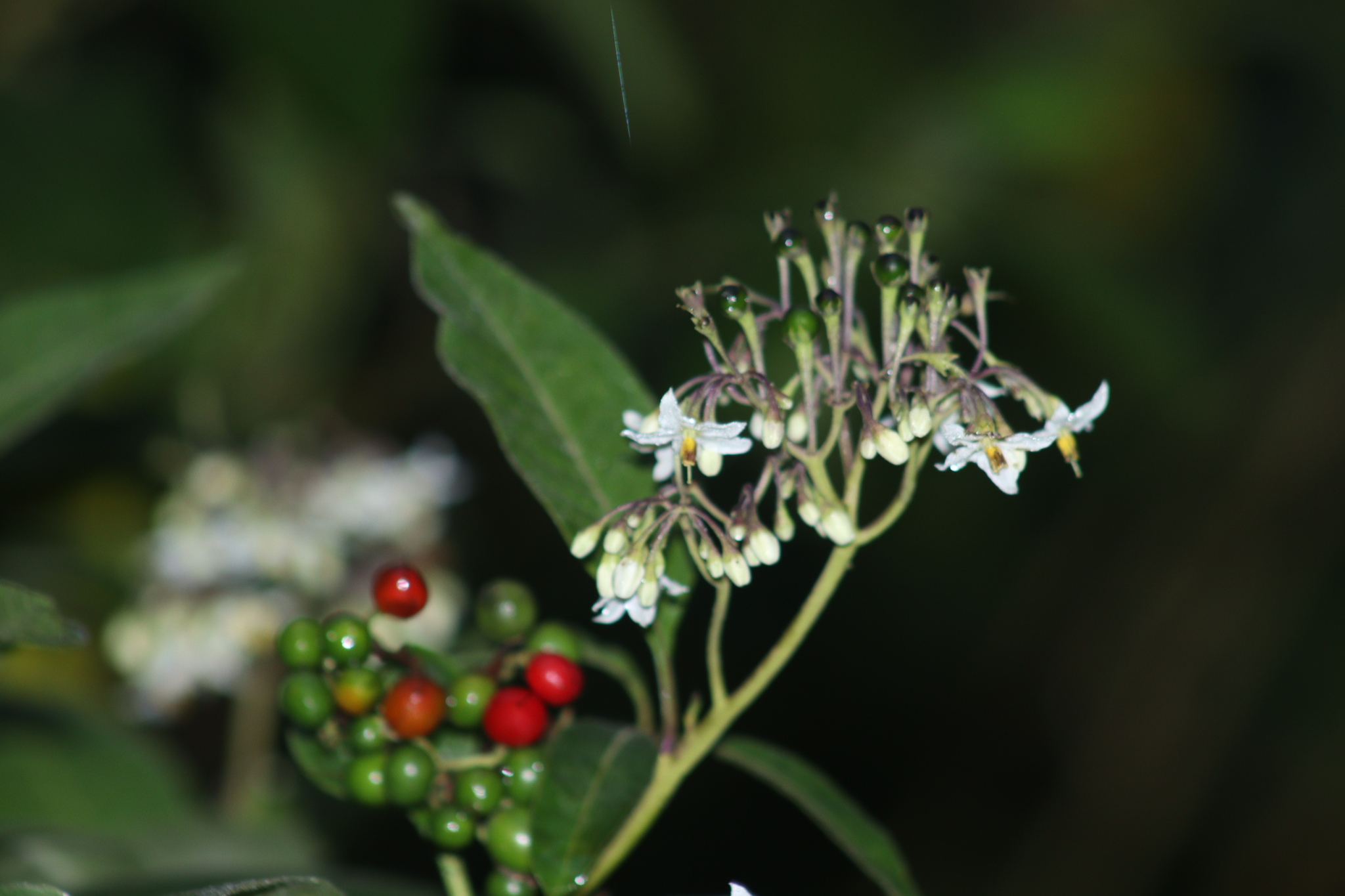 Solanum pubigerum