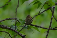 Carpodacus erythrinus grebnitskii
