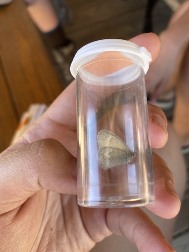 iNaturalist observation photo of California Ringlet