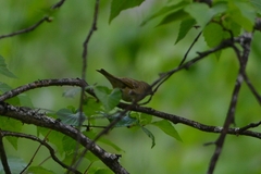 Carpodacus erythrinus grebnitskii