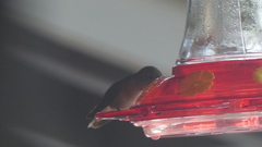 Selasphorus platycercus