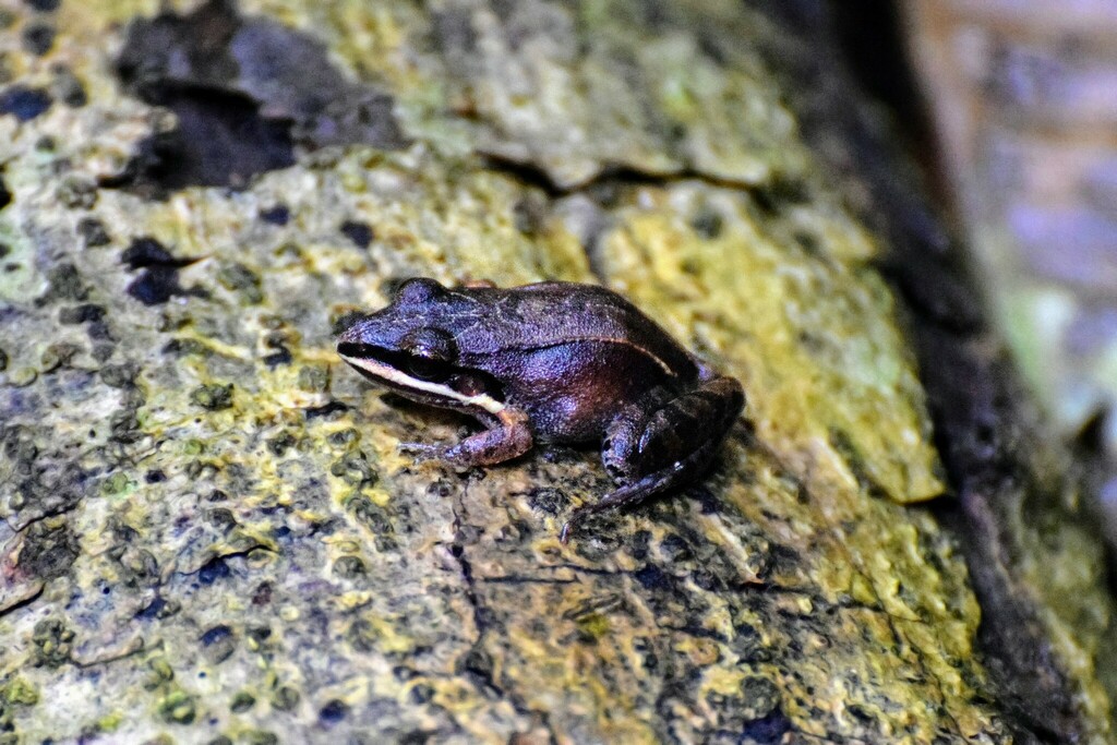 Duas Barras White-Lipped Frog