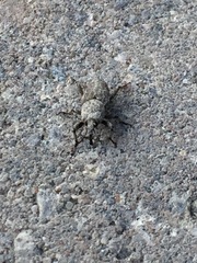 Sphenophorus callosus