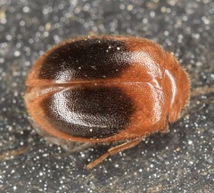 Prionocyphon discoideus