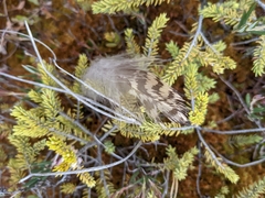Canachites canadensis