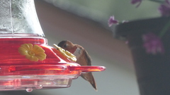Selasphorus rufus