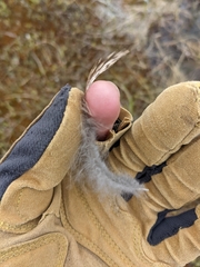 Canachites canadensis