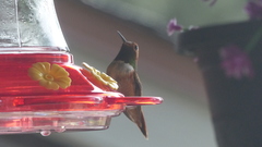 Selasphorus rufus