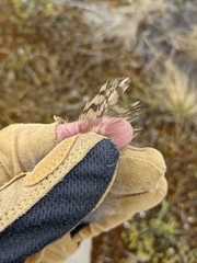 Canachites canadensis