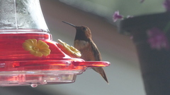 Selasphorus rufus