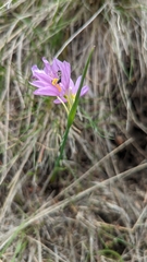 Olsynium douglasii