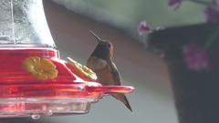 Selasphorus rufus