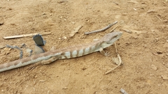 Abronia montecristoi