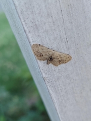 Idaea dimidiata