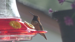 Selasphorus rufus