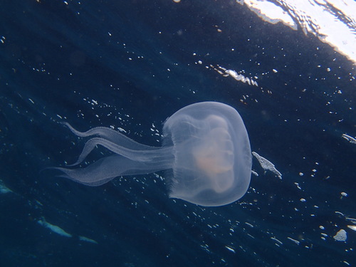 Bumpy Jelly photographed in California