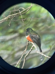 Trogon collaris