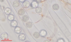 Pulvinula convexella