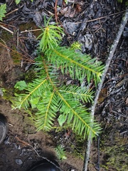Abies religiosa