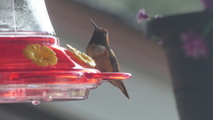 Selasphorus rufus