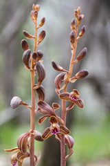 Bletia spicata