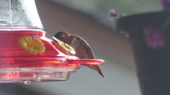 Selasphorus rufus