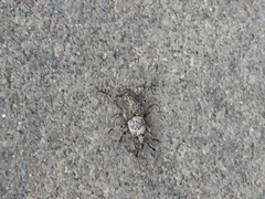 Sphenophorus callosus
