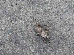 Sphenophorus callosus