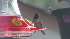 Selasphorus rufus