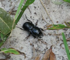 Pasimachus sublaevis