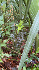 Osmanthus heterophyllus