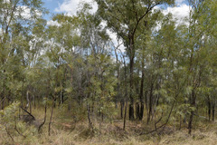 Grevillea pteridifolia