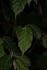 Begonia estrellensis image