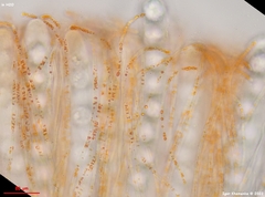 Pulvinula convexella