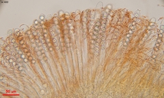 Pulvinula convexella